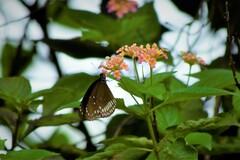 Euploea core