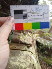 Dendrobium linguiforme