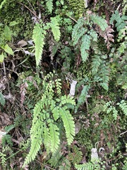 Adiantum cunninghamii