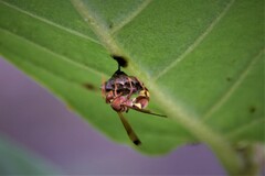 Polistes stigma