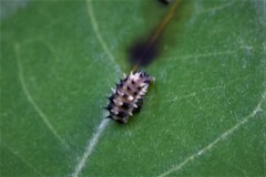 Cheilomenes sexmaculata