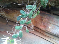 Dendrobium linguiforme