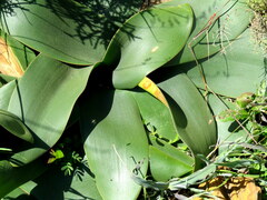 Brunsvigia orientalis