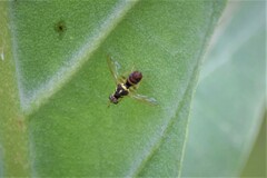 Bactrocera