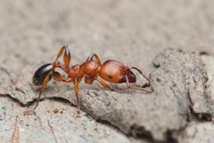 Podomyrma gratiosa