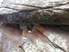 Dendrobium linguiforme