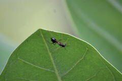 Camponotus compressus