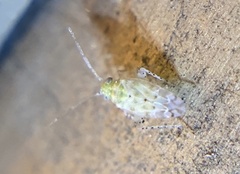 Miridae
