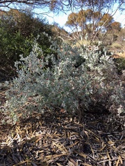Chenopodium curvispicatum