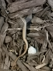 Elgaria multicarinata