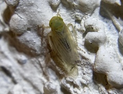 Deltocephalinae