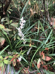 Ophiopogon japonicus