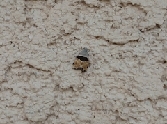 Cobubatha lixiva
