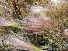 Hordeum jubatum