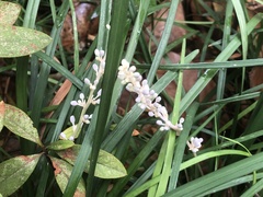 Ophiopogon japonicus