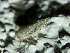 Acinopterus