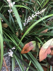 Ophiopogon japonicus