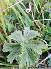 Pelargonium alchemilloides