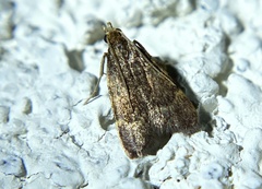 Aglossa electalis