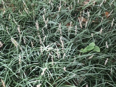 Ophiopogon japonicus
