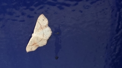 Cyclophora punctaria