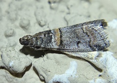 Acrobasis tricolorella