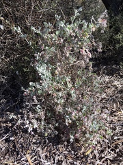 Chenopodium curvispicatum