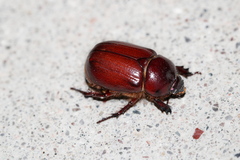 Oxygrylius ruginasus