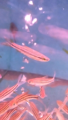 Rasbora cephalotaenia