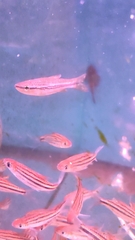 Rasbora cephalotaenia