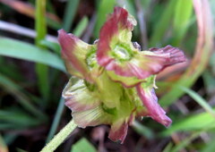 Alectra sessiliflora