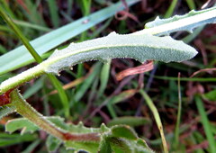 Alectra sessiliflora