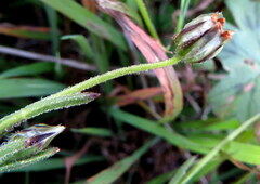 Alectra sessiliflora