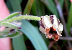 Alectra sessiliflora