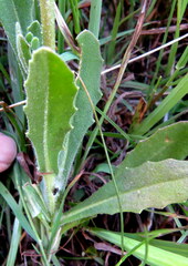 Alectra sessiliflora