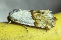 Ponometia elegantula