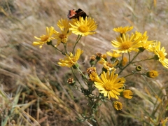 Jacobaea
