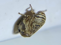 Clastoptera