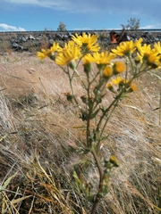 Jacobaea