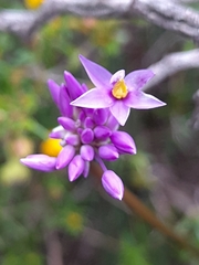Sowerbaea laxiflora