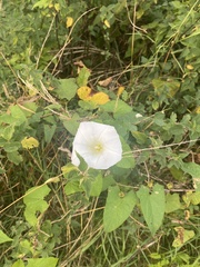 Calystegia silvatica