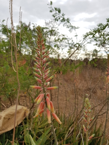 Aloe massawana image