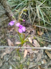 Stylidium scandens