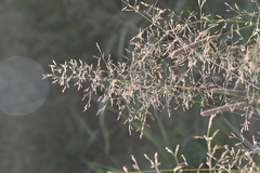 Poa pratensis