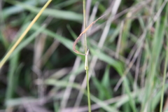 Poa pratensis
