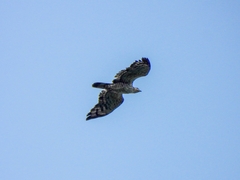 Pernis ptilorhynchus orientalis