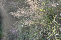 Poa pratensis