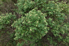 Lonicera iberica
