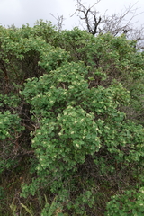 Lonicera iberica