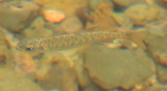 Oncorhynchus kisutch